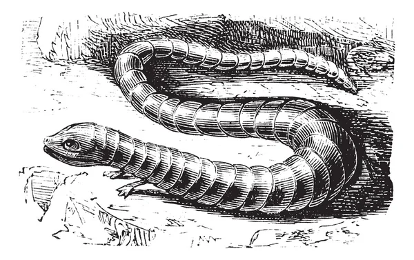Brasen Lizard или Chalcis flavescens винтажная гравировка — стоковый вектор