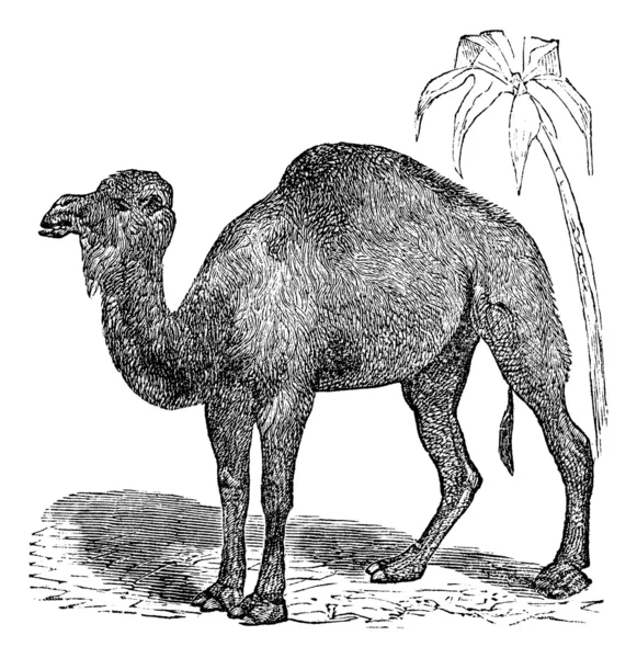 Velbloud jednohrbý nebo camelus dromedarius vinobraní gravírování — Stockový vektor