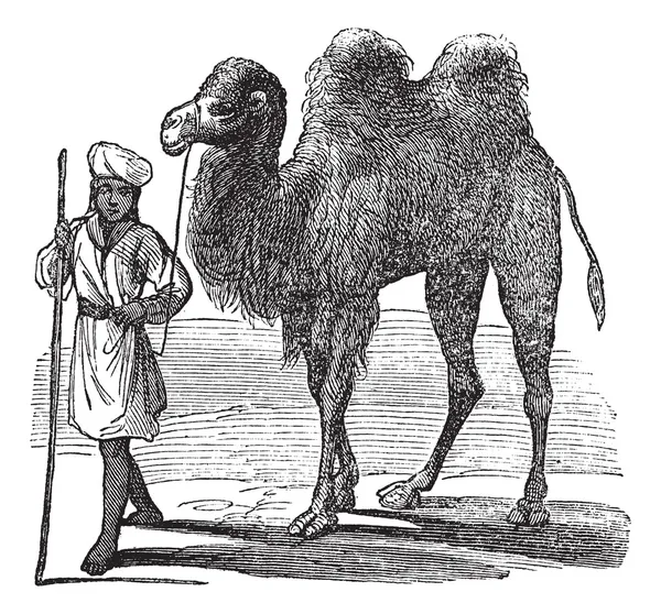 박트리아 낙 타 또는 Camelus bactrianus 빈티지 조각 — 스톡 벡터