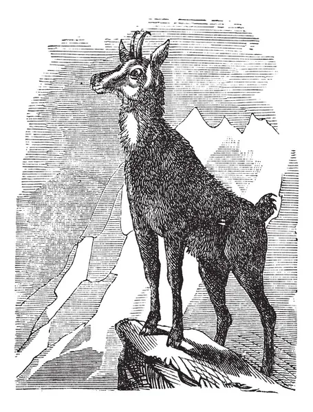 Chamois, или Antilope rupicapra винтажная гравировка — стоковый вектор
