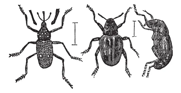 Gravure vintage Weevil — Image vectorielle