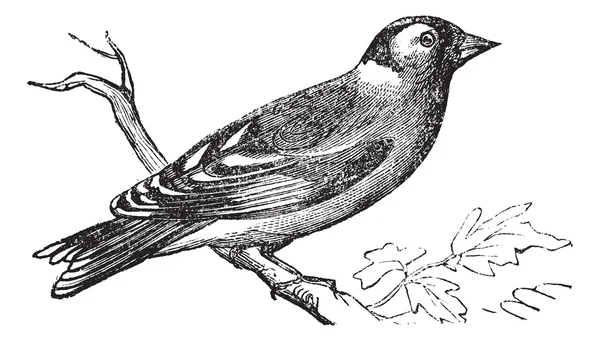 Finch vintage engraving — Stock Vector