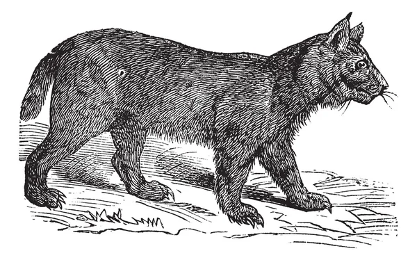 Винтажная гравировка Lynx — стоковый вектор