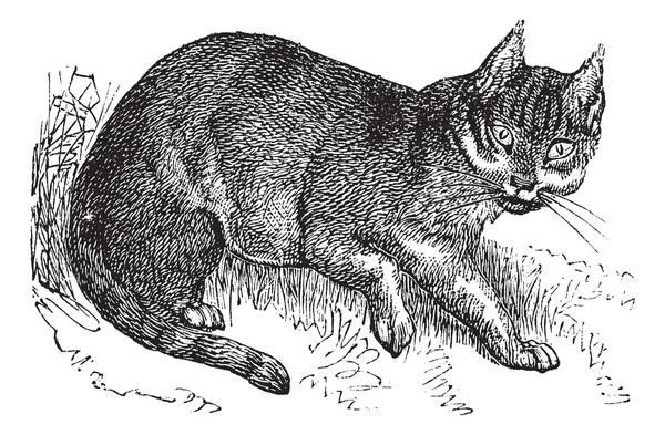 Gravure vintage Wildcat — Image vectorielle