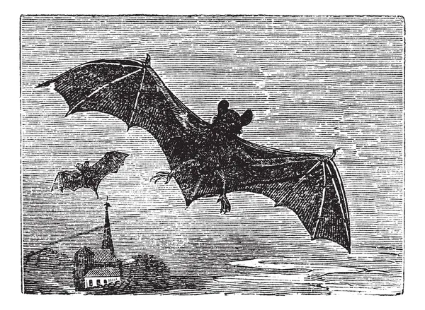Grabado Vintage murciélago común — Archivo Imágenes Vectoriales