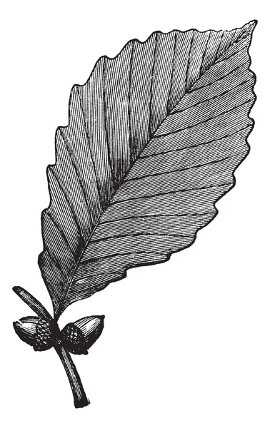 Gravure vintage Chêne châtain — Image vectorielle