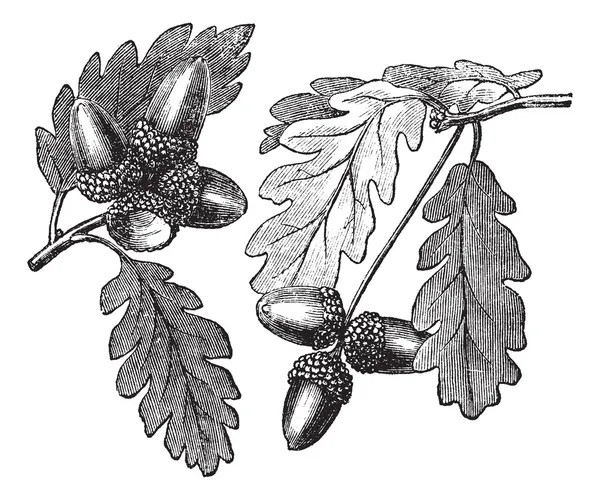 Винтажная гравировка из английского дуба — стоковый вектор