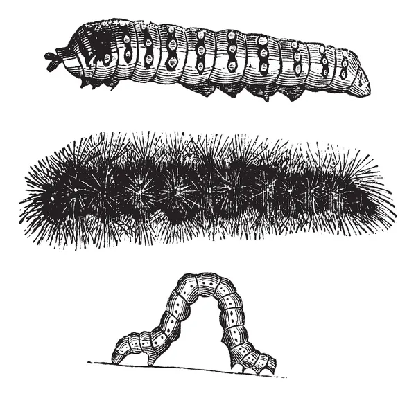 Caterpillar antika gravür — Stok Vektör
