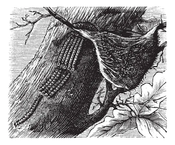 Gravure vintage processionnaire Caterpillar — Image vectorielle