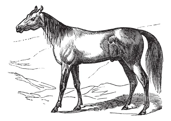 Árabe cavalo vintage gravura —  Vetores de Stock