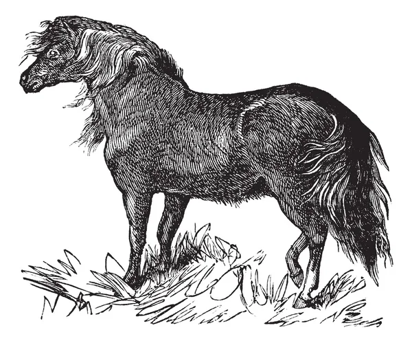 Shetland Pony grabado vintage — Vector de stock