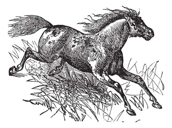 Mustang vintage engraving — Stock Vector