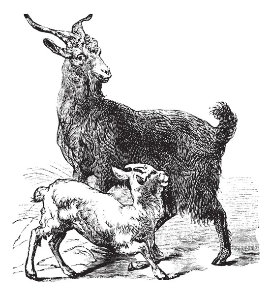 Domácí koza vinobraní gravírování — Stockový vektor