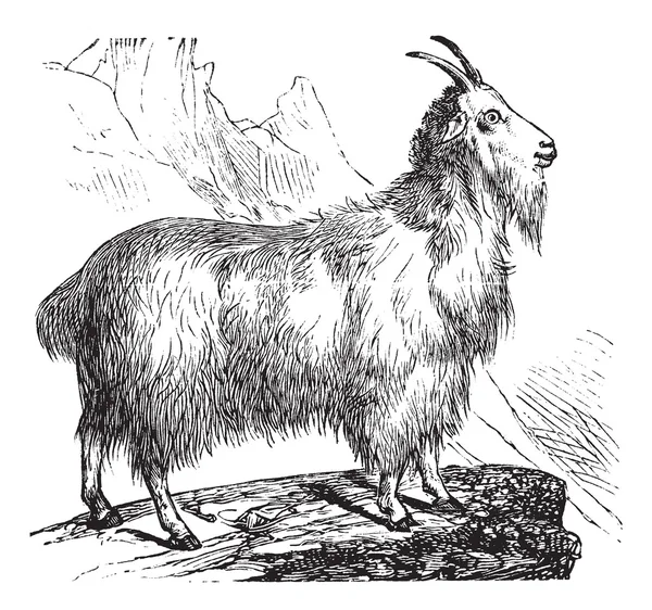 Wild Goat vintage engraving — Stock Vector