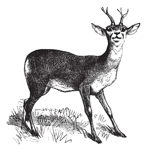 Roe Deer gravura vintage — Vetor de Stock
