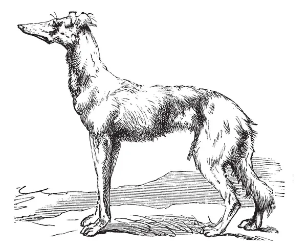 Persian Greyhound vintage engraving — Stock Vector