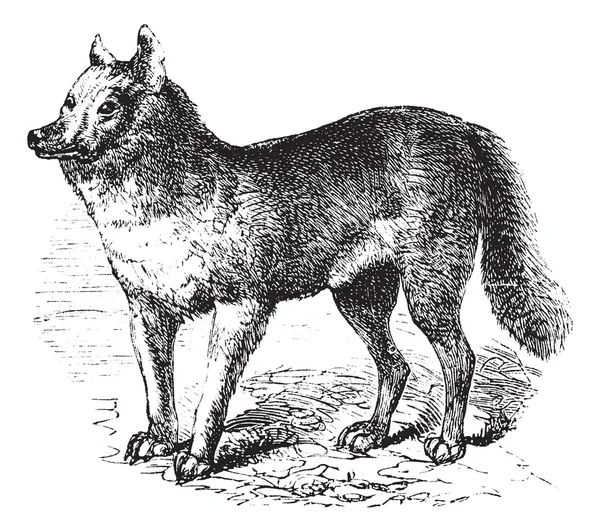 Gravure vintage Dingo — Image vectorielle
