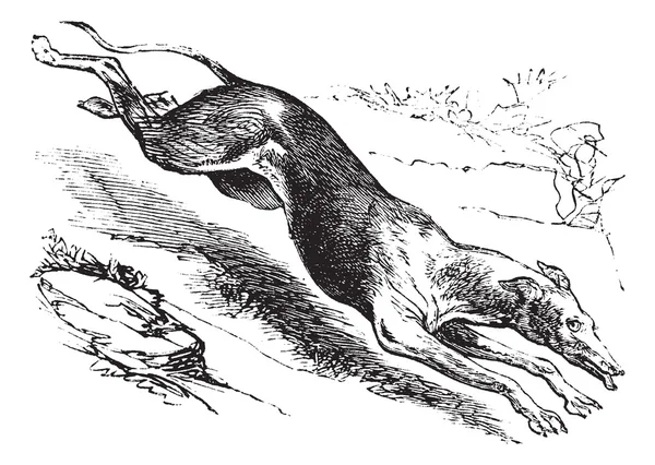 Inglés Greyhound vintage engraving — Vector de stock