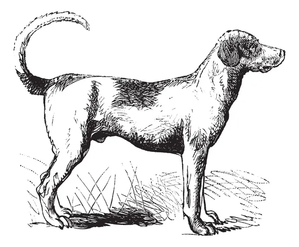 Foxhound rocznika Grawerowanie — Wektor stockowy