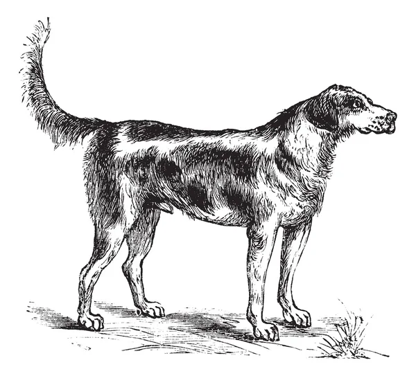 Weihe oder Canis lupus familiaris Vintage Gravur — Stockvektor