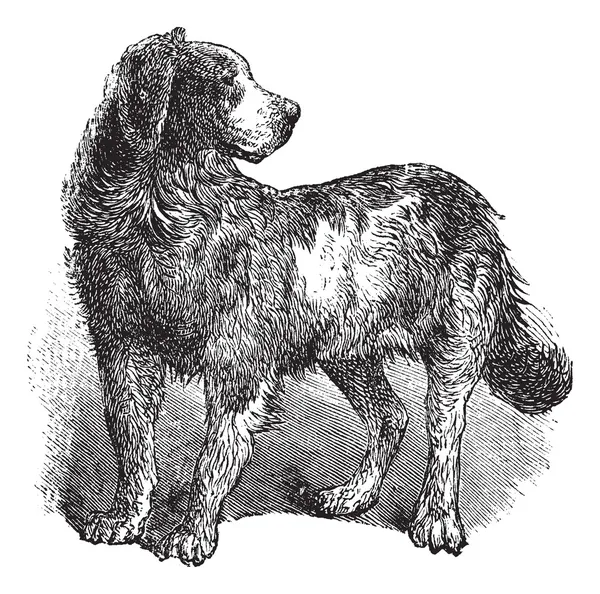 Newfoundland or Canis lupus familiaris vintage engraving — Stok Vektör