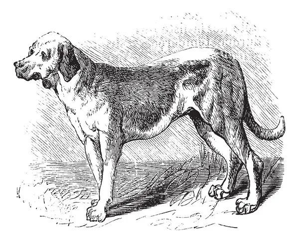 Bloodhound vagy Saint Hubert kutya vagy kutya Sleuth vagy Canis lupus — Stock Vector