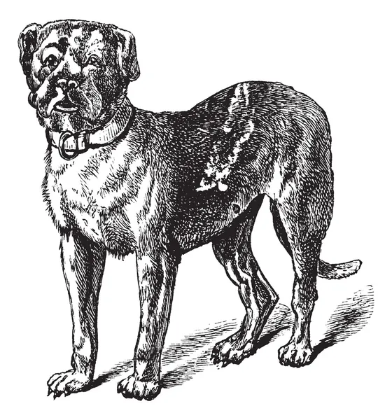 Dogue eller dogue de bordeaux eller bordeaux mastiff eller franska mastiff — Stock vektor