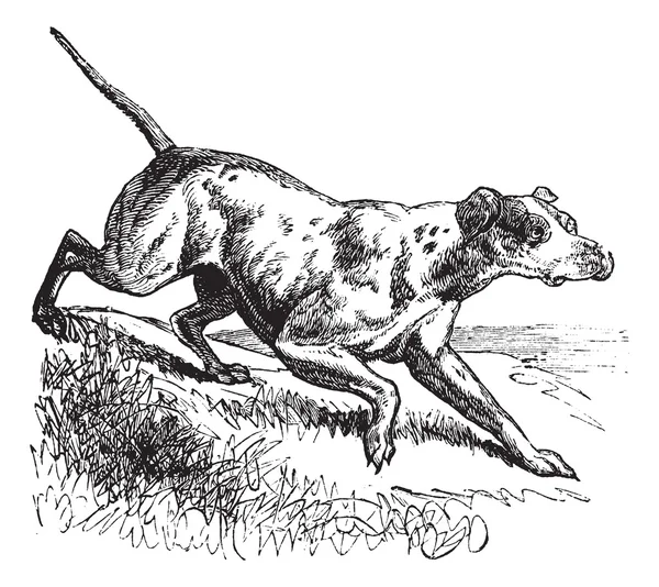 Puntatore o puntatore inglese o Canis lupus familiaris vintage eng — Vettoriale Stock