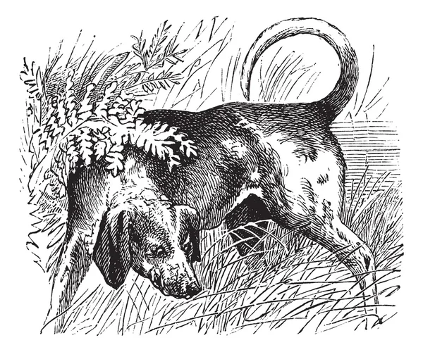 Beagle eller canis lupus familiaris vintage gravyr — Stock vektor