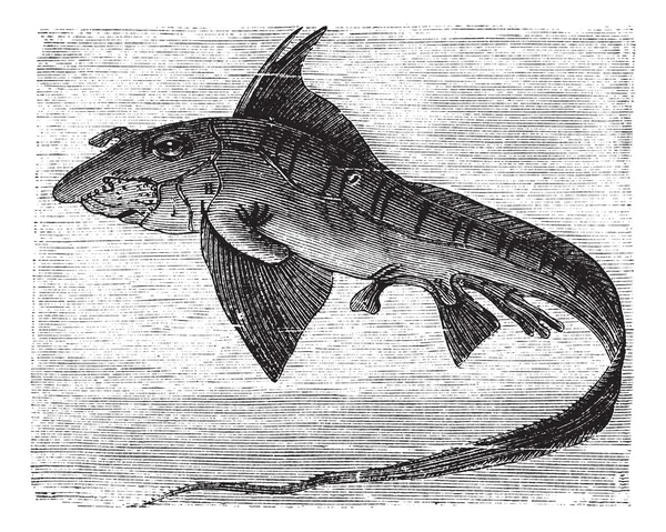Рыба-кролик или Крысиная рыба или химера винтажная гравировка — стоковый вектор