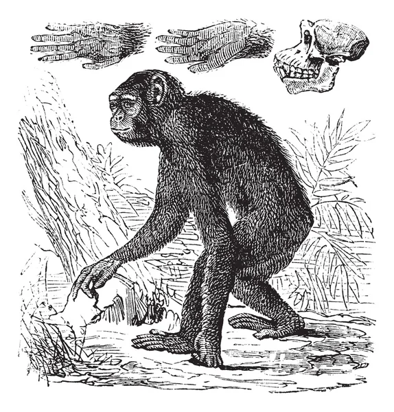 Chimpanzee or Pan troglodytes vintage engraving — Stock Vector