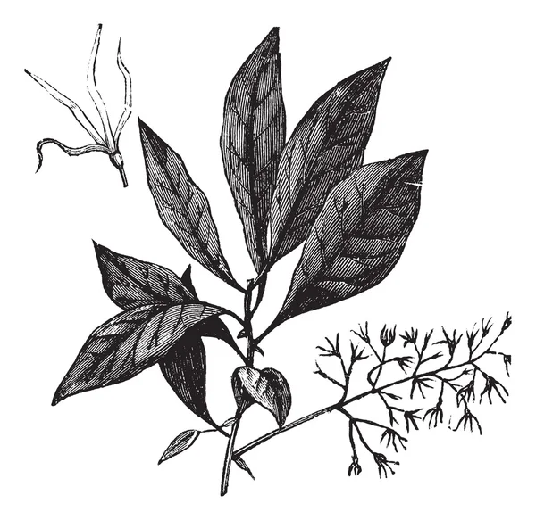Fringetree branco ou Chionanthus virginicus gravura vintage — Vetor de Stock