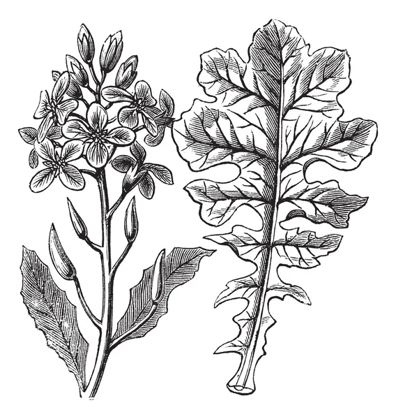 Фіолетова капуста або Moricandia sp. вінтажне гравіювання — стоковий вектор