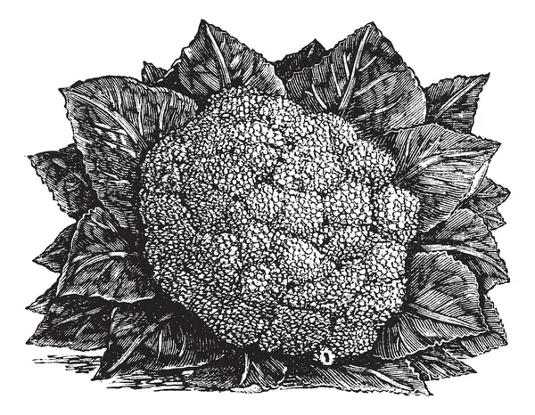 Brócolis ou Brassica oleracea gravura vintage — Vetor de Stock
