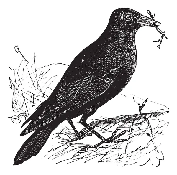Dohle oder Corvus monedula Vintage Gravur — Stockvektor
