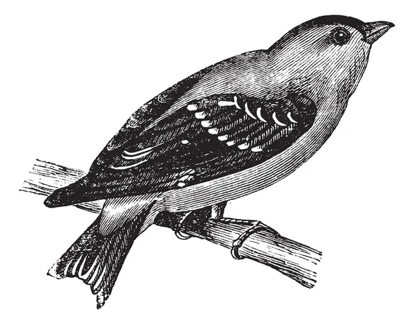 Wilder Kanarienvogel oder Amerikanischer Stieglitz oder Östlicher Stieglitz — Stockvektor