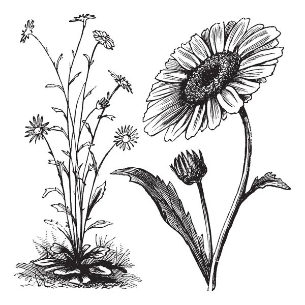 Chrysanthemum sp. vintage gravyr — Stock vektor
