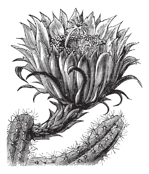 Nightblooming Cereus o Regina della Notte o Cac a fiori grandi — Vettoriale Stock