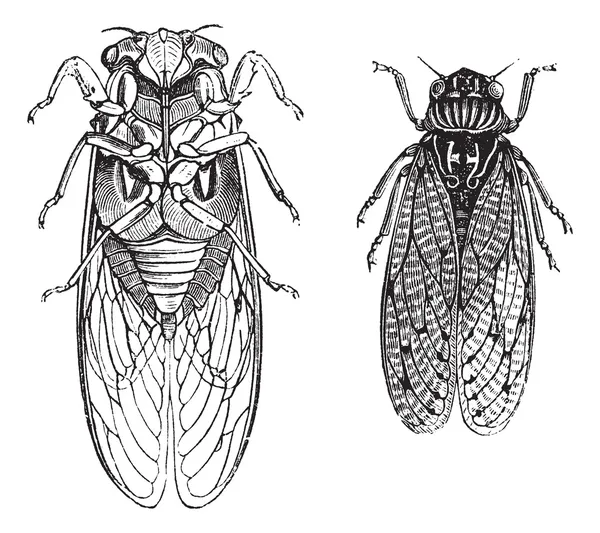 Cicada or Cicadidae or Tettigarctidae vintage engraving — Stock Vector