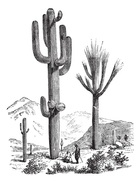 Saguaro หรือ Carnegiea gigantea แกะสลักวินเทจ — ภาพเวกเตอร์สต็อก