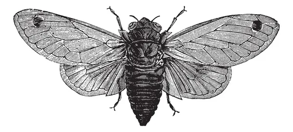 On yedi yıllık ağustosböceği veya magicicada cassini veya magicicada septen — Stok Vektör