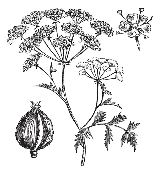 Hemlock vagy Poison Hemlock vagy Conium maculatum vintage gravírozás — Stock Vector