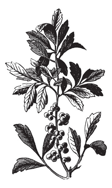 Southern Wax Myrtle or Southern Bayberry or Candleberry or Tallo
