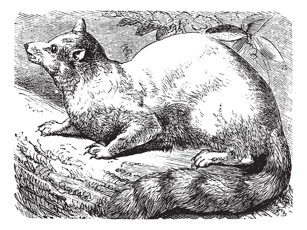 Ringtail o Gato de cola anillada o Bassariscus astutus vintage engra — Archivo Imágenes Vectoriales