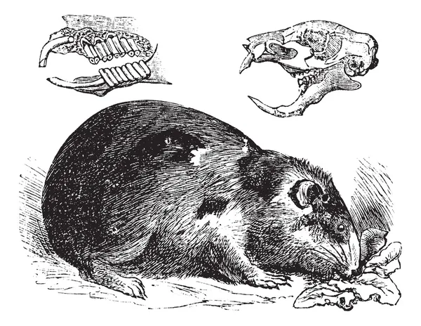 Cerdo de Indias o Cavy o Cavia porcellus grabado vintage — Archivo Imágenes Vectoriales