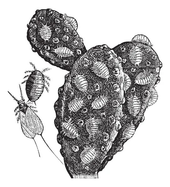 Wolluis of pseudococcidae vintage gravure — Stockvector