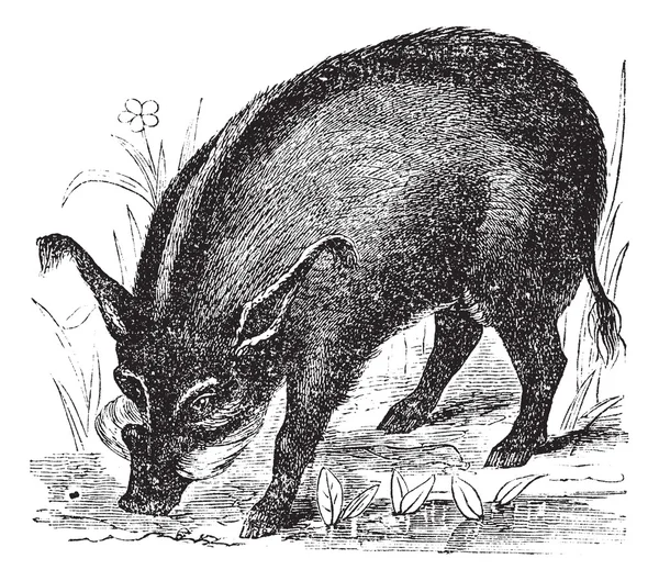 Vårtsvin eller vårta-hog eller afrikanska lins-gris eller phacochoerus africanu — Stock vektor
