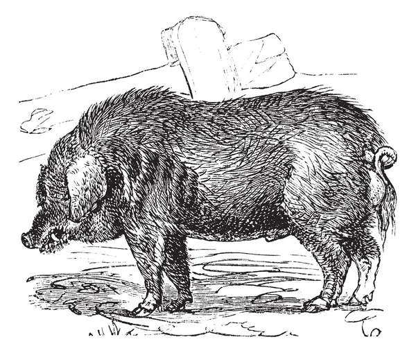 Lockhaarschwein oder Mangalitza oder Mangalitza oder Mangalica oder sus b — Stockvektor