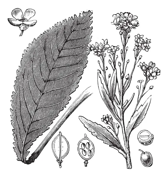 Цинга траві або цинги траві або Scurvygrass або Spoonwort або Coch — стоковий вектор