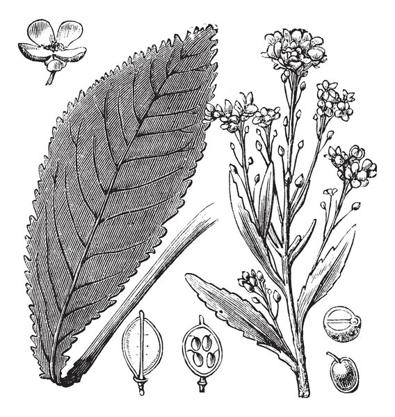 Scurvy-grass or Scurvy Grass or Scurvygrass or Spoonwort or Coch